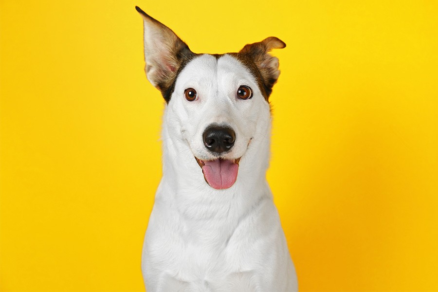 diabetes-en-los-perros