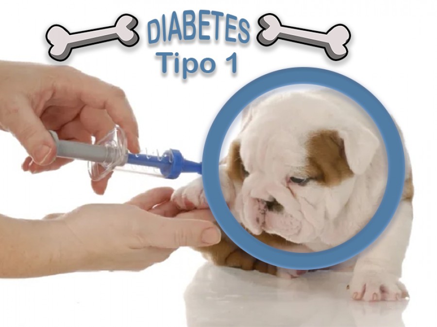 La diabetes en los perros