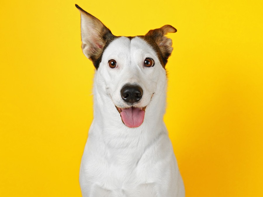 diabetes-en-los-perros