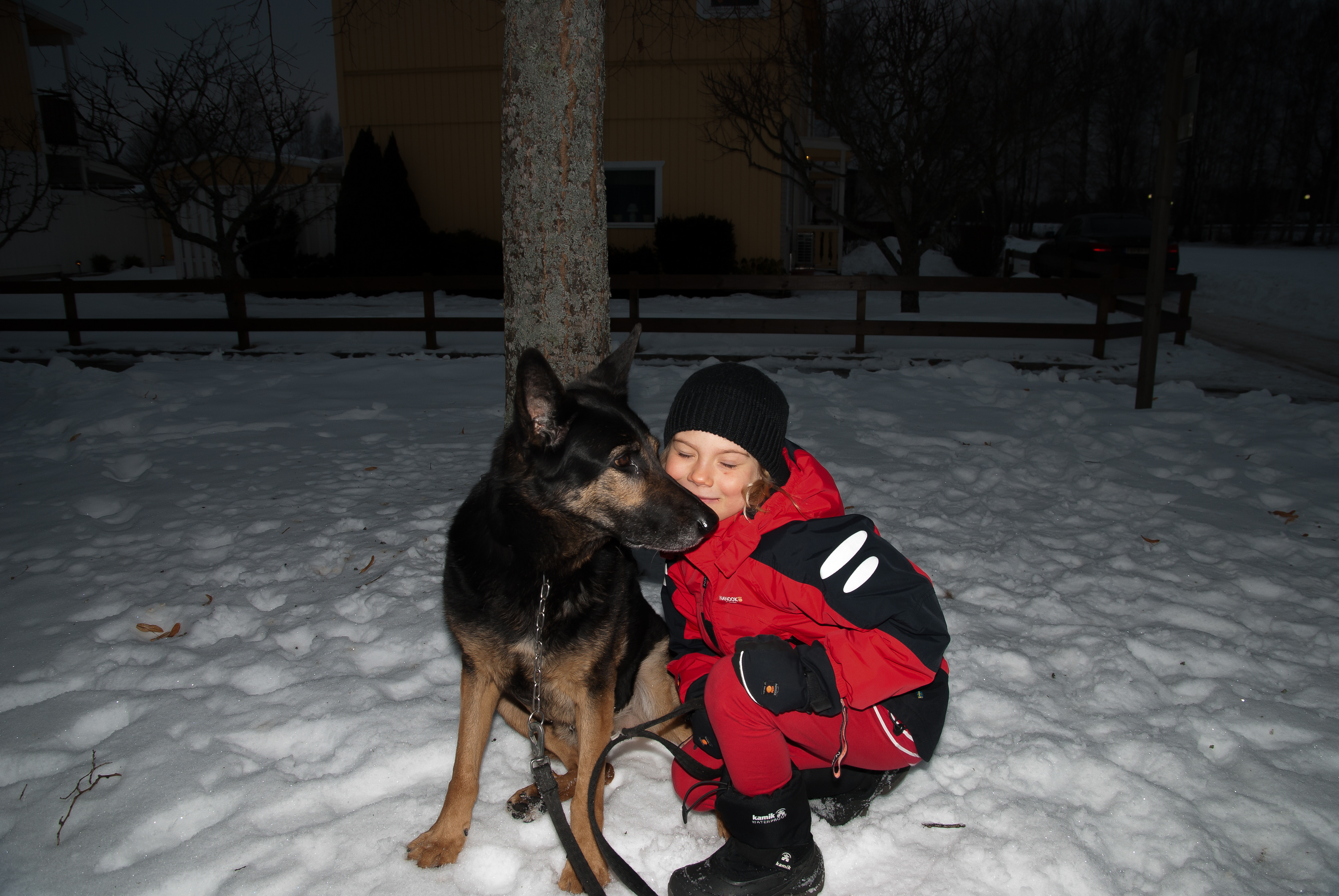Linn En Hund